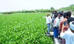 చెరువు గండిని అత్యవసరంగా పూడ్చాలి : ఎమ్మెల్యే బత్తుల లక్ష్మారెడ్డి చెరువు గండిని అత్యవసరంగా పూడ్చాలి : ఎమ్మెల్యే బత్తుల లక్ష్మారెడ్డి