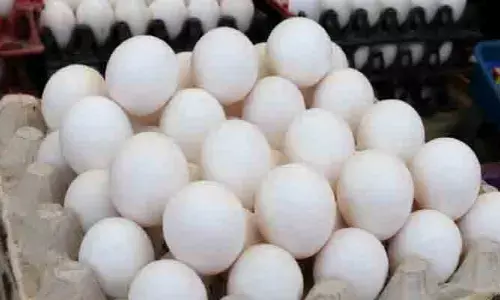కొండెక్కిన కోడిగుడ్డు ధర