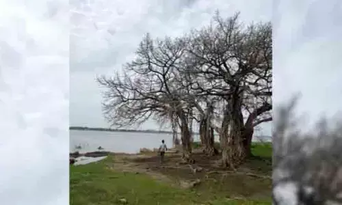 గోదావరి జలతాకిడికి మాయమవుతున్న శతాబ్దాల మర్రిచెట్టు