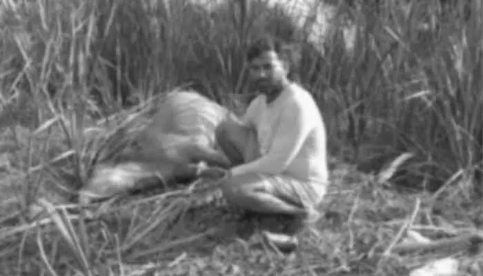 సిర్పూర్ (టి)లో పులి సంచారం కలకలం.. రెండు పశువులపై దాడి సిర్పూర్ (టి)లో పులి సంచారం కలకలం.. రెండు పశువులపై దాడి