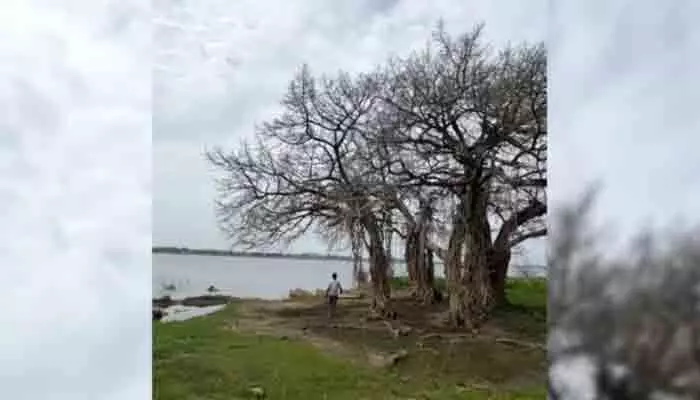 గోదావరి జలతాకిడికి మాయమవుతున్న శతాబ్దాల మర్రిచెట్టు గోదావరి జలతాకిడికి మాయమవుతున్న శతాబ్దాల మర్రిచెట్టు