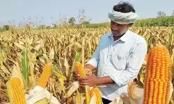 దోపిడీలో సహకారం! మొక్కజొన్న కొనుగోళ్లలో అక్రమాలు