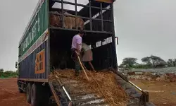 గోవుల అక్రమ రవాణా.. అధికారుల సహకారంపై అనుమానాలు..! గోవుల అక్రమ రవాణా.. అధికారుల సహకారంపై అనుమానాలు..!