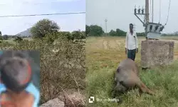 విద్యుత్ అధికారుల నిర్లక్ష్యం.. ప్రజలు, మూగజీవాల ప్రాణాలకు ముప్పు విద్యుత్ అధికారుల నిర్లక్ష్యం.. ప్రజలు, మూగజీవాల ప్రాణాలకు ముప్పు