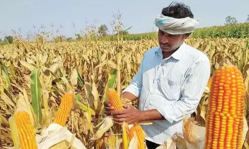 దోపిడీలో సహకారం! మొక్కజొన్న కొనుగోళ్లలో అక్రమాలు