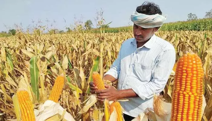 దోపిడీలో సహకారం! మొక్కజొన్న కొనుగోళ్లలో అక్రమాలు దోపిడీలో సహకారం! మొక్కజొన్న కొనుగోళ్లలో అక్రమాలు