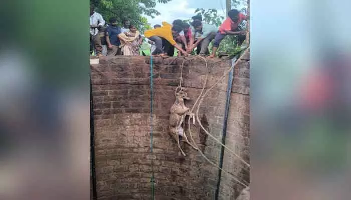 మూగ జీవికి పునర్జన్మ.. బావిలో పడ్డ జింకను కాపాడిన ఫారెస్ట్ సిబ్బంది మూగ జీవికి పునర్జన్మ.. బావిలో పడ్డ జింకను కాపాడిన ఫారెస్ట్ సిబ్బంది