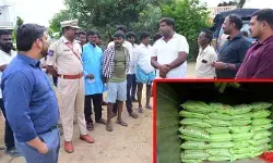 మహదేవునిపేటలో 111 బస్తాల నకిలీ డీఏపీ స్వాధీనం.. మహదేవునిపేటలో 111 బస్తాల నకిలీ డీఏపీ స్వాధీనం..