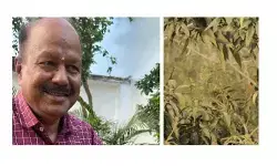 ఒక్క చెట్టుకు 11 రకాల పండ్లు ఒక్క చెట్టుకు 11 రకాల పండ్లు