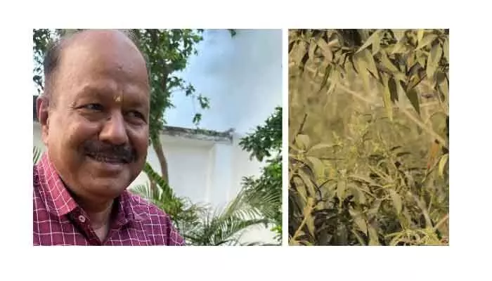 ఒక్క చెట్టుకు 11 రకాల పండ్లు ఒక్క చెట్టుకు 11 రకాల పండ్లు