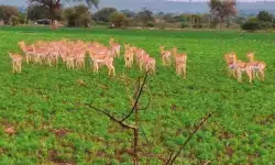 రైతులకు జింకల దడ రైతులకు జింకల దడ