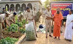 వికారాబాద్ జిల్లాలో సంచలనం.. స్వామీజీ ఆశ్రమంలో గంజాయి చెట్లు వికారాబాద్ జిల్లాలో సంచలనం.. స్వామీజీ ఆశ్రమంలో గంజాయి చెట్లు