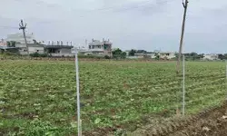 పత్తి పంటకు రక్షణగా సోలార్ ఫెన్సింగ్ పత్తి పంటకు రక్షణగా సోలార్ ఫెన్సింగ్