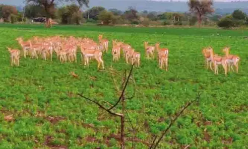 రైతులకు జింకల దడ