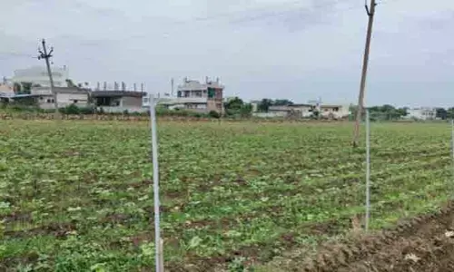 పత్తి పంటకు రక్షణగా సోలార్ ఫెన్సింగ్