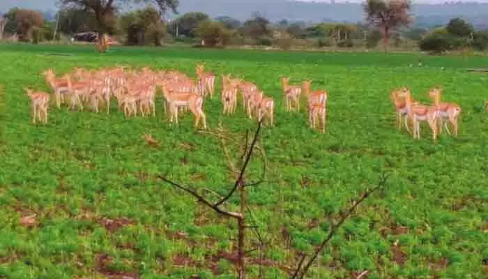 రైతులకు జింకల దడ రైతులకు జింకల దడ