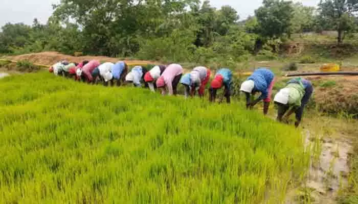 కౌలు రైతుకు గుర్తింపు ఏది..! కౌలు రైతుకు గుర్తింపు ఏది..!