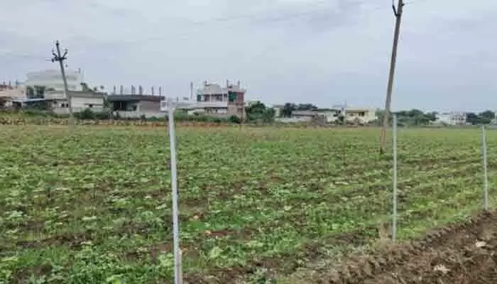 పత్తి పంటకు రక్షణగా సోలార్ ఫెన్సింగ్ పత్తి పంటకు రక్షణగా సోలార్ ఫెన్సింగ్