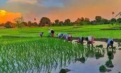 ఖరీఫ్లో ప్రత్యామ్నాయ పంటలు కలే..! ఆ మూడు పంటల సాగుకే రైతుల మొగ్గు ఖరీఫ్లో ప్రత్యామ్నాయ పంటలు కలే..! ఆ మూడు పంటల సాగుకే రైతుల మొగ్గు