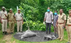 కుక్కల దాడిలో దుప్పి మృతి.. కుక్కల దాడిలో దుప్పి మృతి..
