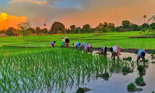 ఖరీఫ్‌లో ప్రత్యామ్నాయ పంటలు కలే..! ఆ మూడు పంటల సాగుకే రైతుల మొగ్గు