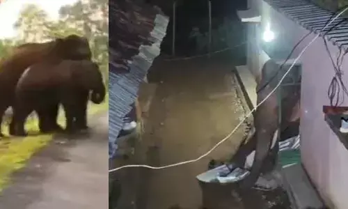 ఇంట్లోకి చొరబడిన ఏనుగు..షాకింగ్ వీడియో ఇదిగో