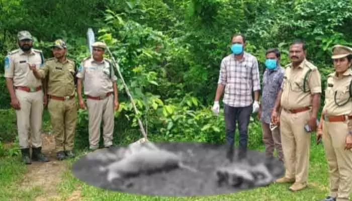 కుక్కల దాడిలో దుప్పి మృతి.. కుక్కల దాడిలో దుప్పి మృతి..