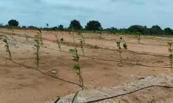 చింతపల్లిలో అక్రమ రియల్ వ్యాపారం? చింతపల్లిలో అక్రమ రియల్ వ్యాపారం?