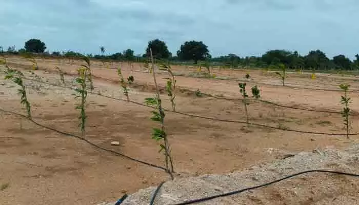 చింతపల్లిలో అక్రమ రియల్ వ్యాపారం? చింతపల్లిలో అక్రమ రియల్ వ్యాపారం?
