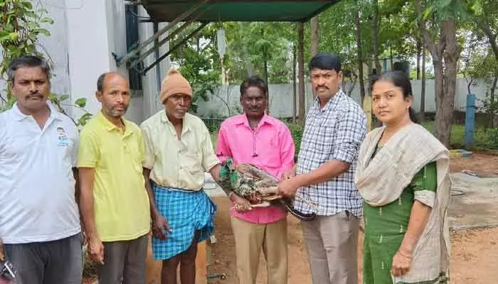 మంచాలలో రక్షించిన నెమలికి వెటర్నరీ ఆస్పత్రిలో చికిత్స మంచాలలో రక్షించిన నెమలికి వెటర్నరీ ఆస్పత్రిలో చికిత్స