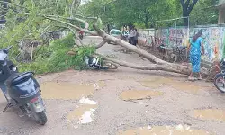 జగిత్యాలలో తప్పిన ప్రమాదం.. ద్విచక్ర వాహనంపై కూలిన భారీ వృక్షం
