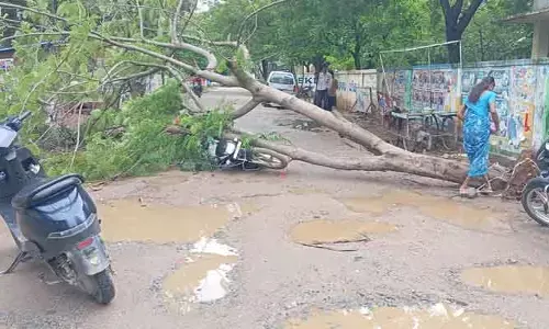 జగిత్యాలలో తప్పిన ప్రమాదం.. ద్విచక్ర వాహనంపై కూలిన భారీ వృక్షం