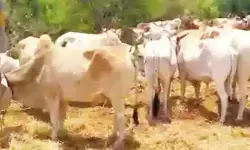 మూగజీవాల దందా!