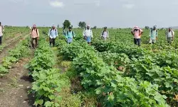 ఎల్‌నినో దెబ్బ.. పత్తి రైతుకు ‘కలుపు’ తిప్పలు.. ఆరుతడి సాగు చేసినా తప్పని ఆర్థిక భారం!