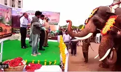పార్వతీపురం మన్యానికి ‘కుంకీ’ ఏనుగులను పంపిన డిప్యూటీ సీఎం పవన్ కళ్యాణ్ పార్వతీపురం మన్యానికి ‘కుంకీ’ ఏనుగులను పంపిన డిప్యూటీ సీఎం పవన్ కళ్యాణ్