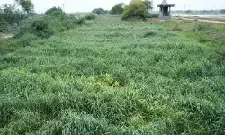 చెట్ల తొలగింపు మీద ఉన్న శ్రద్ధ..ఆకు తొలగింపు మీద లేదాయే..! చెట్ల తొలగింపు మీద ఉన్న శ్రద్ధ..ఆకు తొలగింపు మీద లేదాయే..!