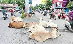 పశువులను రోడ్లపై వదిలేస్తే గోశాలకు తరలిస్తాం