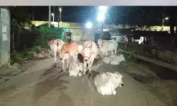 రోడ్డు పై పశువులు.. ప్రమాదాలకు ఆహ్వానం
