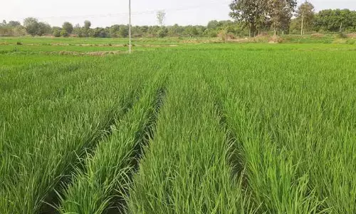 సీడ్ రైతులను పట్టించుకోరా? వ్యాపారుల చుట్టూ మూడు నెలలుగా అన్నదాతల ప్రదక్షిణలు