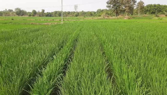 సీడ్ రైతులను పట్టించుకోరా? వ్యాపారుల చుట్టూ మూడు నెలలుగా అన్నదాతల ప్రదక్షిణలు సీడ్ రైతులను పట్టించుకోరా? వ్యాపారుల చుట్టూ మూడు నెలలుగా అన్నదాతల ప్రదక్షిణలు