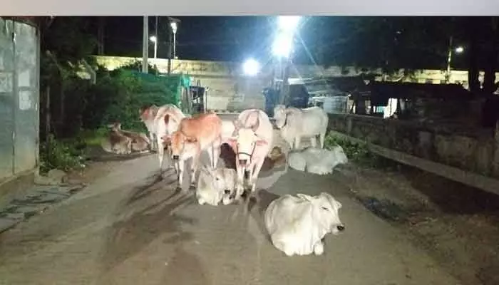 రోడ్డు పై పశువులు.. ప్రమాదాలకు ఆహ్వానం రోడ్డు పై పశువులు.. ప్రమాదాలకు ఆహ్వానం