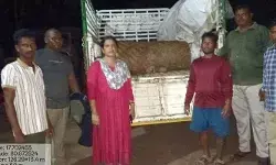 బిల్లుడు దుంగల అక్రమ రవాణాకు బ్రేక్.. యానంబైల్ రేంజ్‌లో అటవీశాఖ మెరుపు దాడి