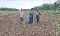 కౌలు రైతుల పెసర పంట ధ్వంసం