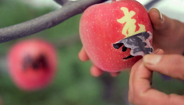art on apples