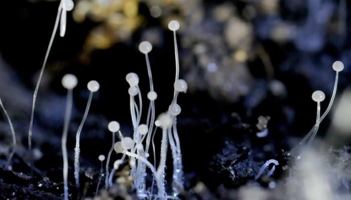 black fungus