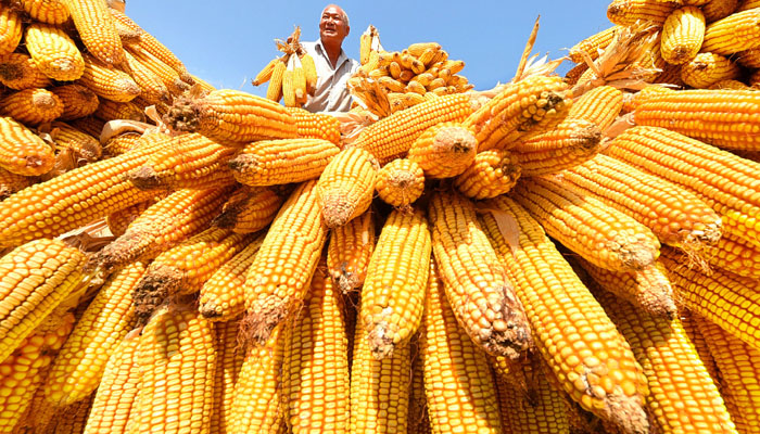 corn purchased