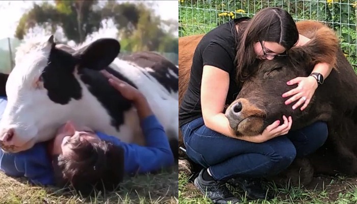 Cow cuddling in America: ఆవు కౌగిలింతకు క్యూ కట్టిన జనం.. ఎందుకో తెలిస్తే షాక్..?