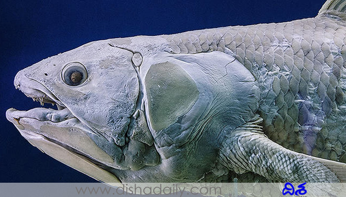 Coelacanth,-Fish