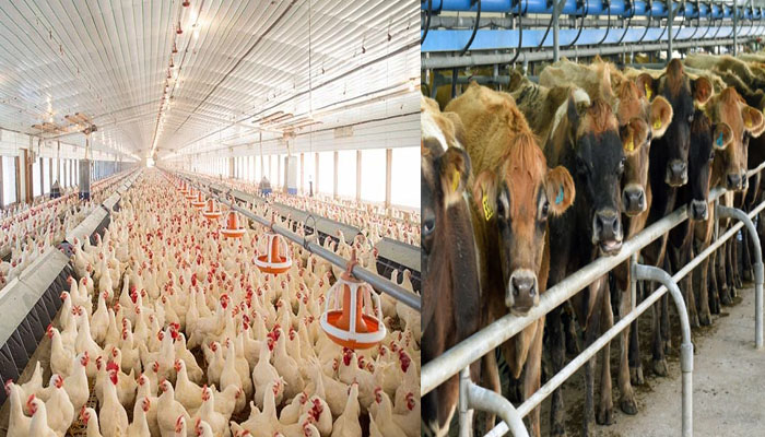 poultry and dairies