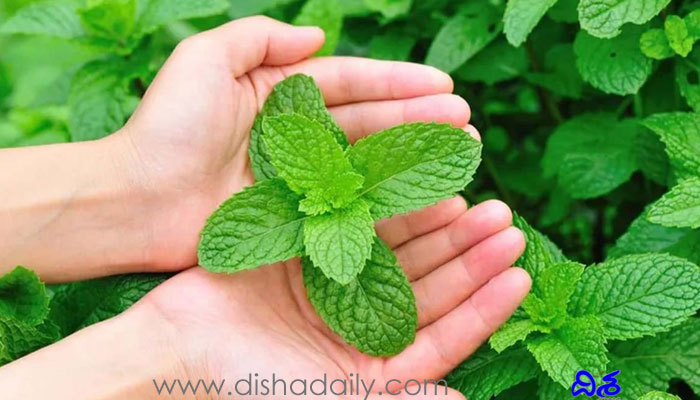 Health Benefits of Mint Leaves